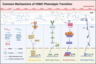 Elucidating VSMC phenotypic transition mechanisms to bridge insights into cardiovascular disease implications